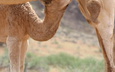 Camel’s Milk for Autism